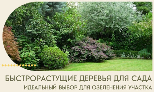 Быстрорастущие деревья для сада идеальный выбор в Медногорске