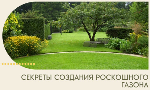 Секреты создания роскошного газона в Медногорске